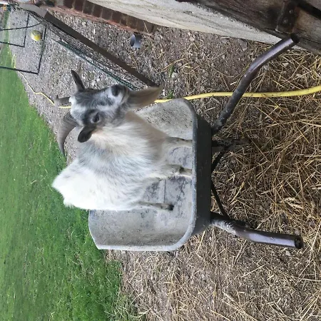 Casa de Férias La Maison Du Bonheur 
